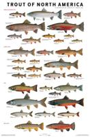 Trout of North America Poster (Tomelleri)